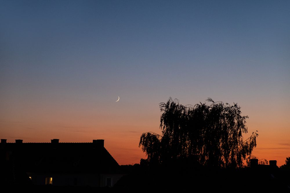 Tree and rooftops under a crescent moon