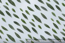 Background texture and pattern of olive leaves 4mWWYN
