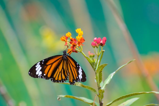 A beautiful orange Striped Tiger Butterfly perched on a bunch of flowers at a park in Mumbai, India