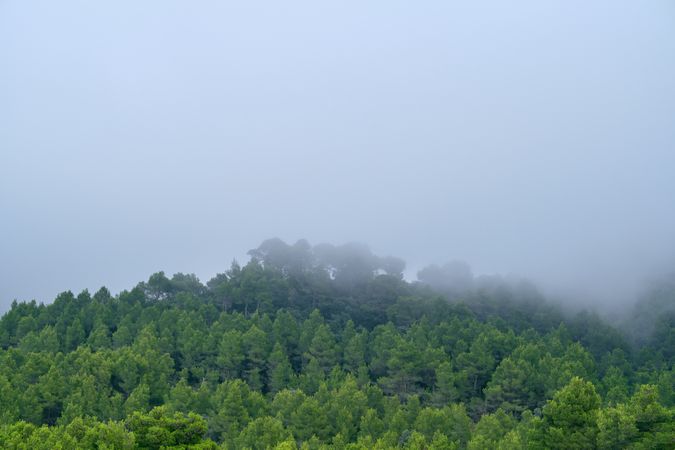 Green forest on foggy morning in mountains