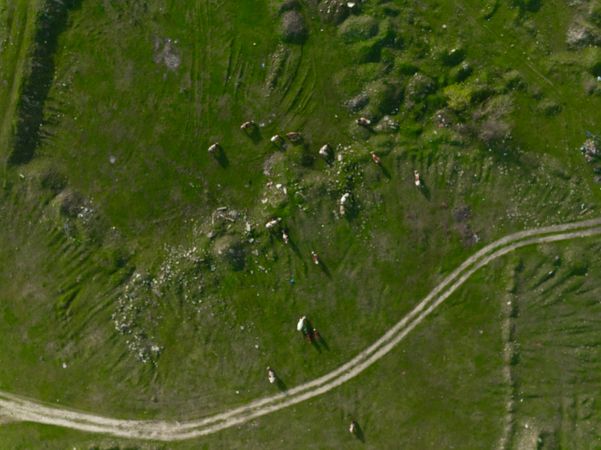 Aerial photo of cows grazing on a nice summer day. Earth Day background.