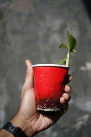 Hand holding red cup growing a plant