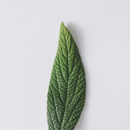 Green leaf on light  background