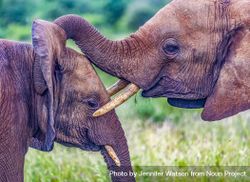 Baby African bush elephants cuddle 5X62Gb