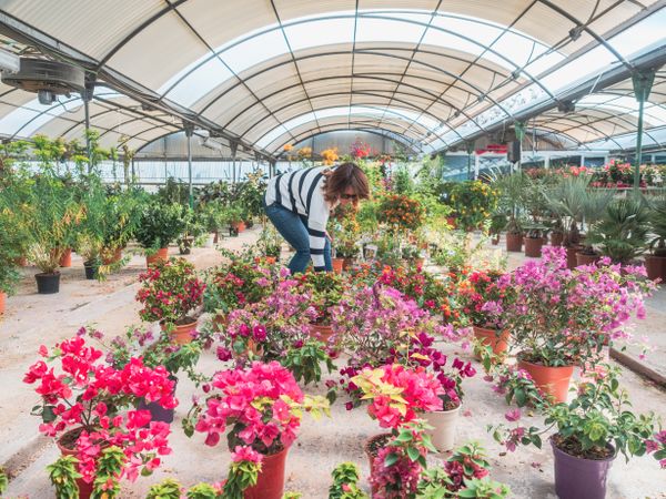 Female customer choosing flowers in greenhouse