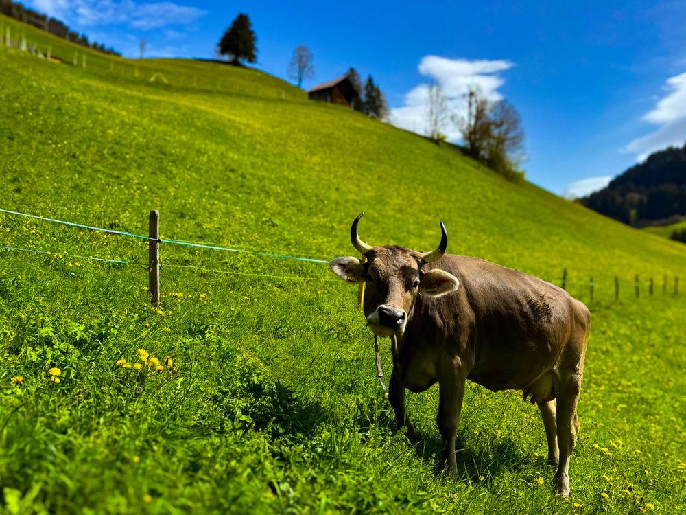 Brown horned cow, Rougemont, Switzerland