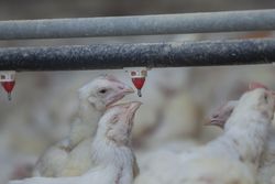 Poultry at chicken farm
