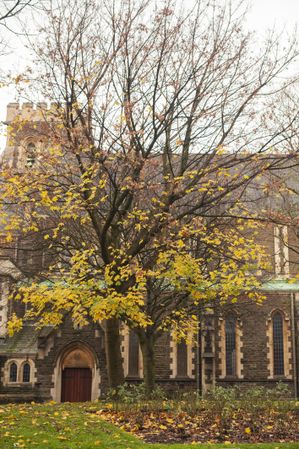 Autumn tree near old building