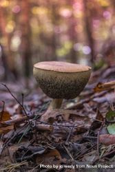 Single boletus mushroom growing in fall forest 41OqL0