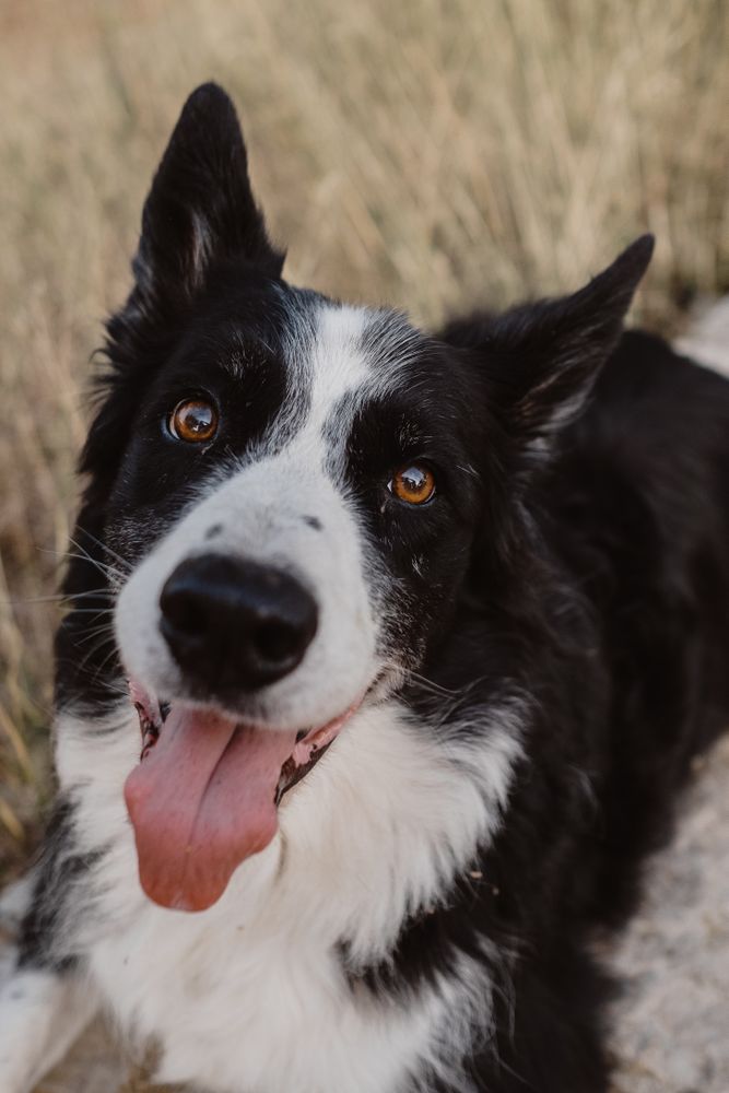 Senior Border Collie sitting on road against blurred dry grass