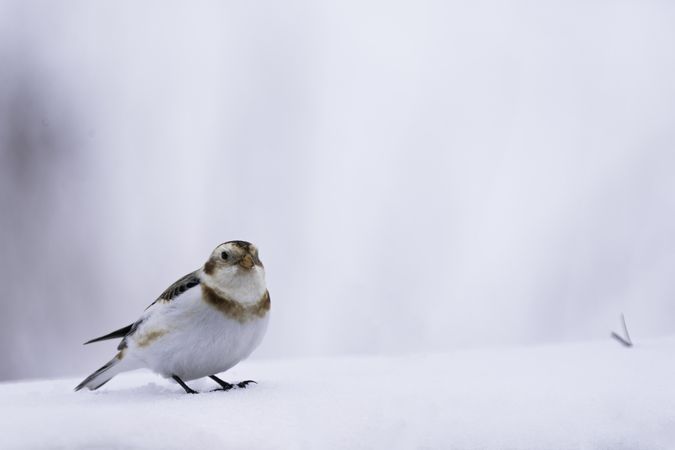 Closeup of snow bunting bird in the snow