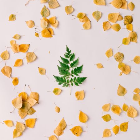 Green leaf in shape of Christmas tree on autumn leaf background