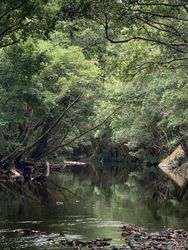 Small body of water surrounded with trees