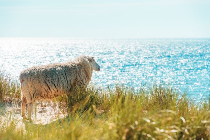 Summer scenery on Sylt island with sheep on the marram grass dunes