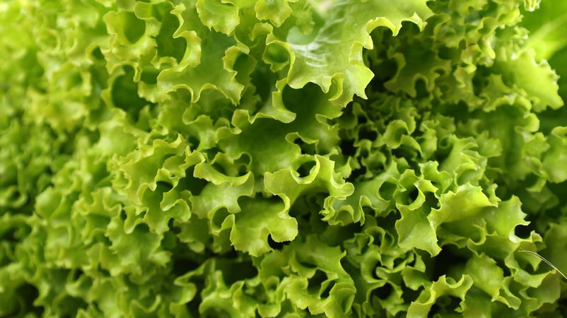 Background of Fresh Picked Green Lettuce