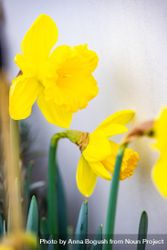 Spring time yellow daffodil flowers bYqGk1
