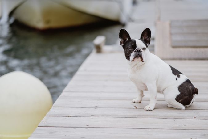 Cute dog on pier near sea