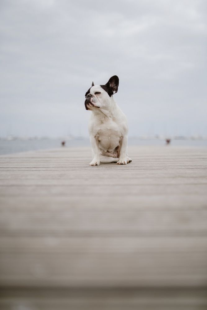 Cute dog on pier near sea