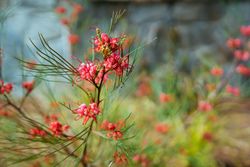Fuchsia flowers on spiky plant