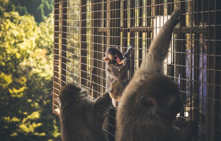 Small monkey