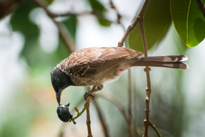 A Red-vented Bulbul sitting on a branch and eating a blueberry in Mumbai, India