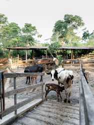 Mother Cow and Calf in an Outdoor Dairy Farm