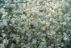 Flowering Gypsophila paniculata or panicled baby's-breath flowers