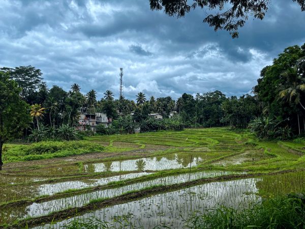 Rain cloud over paddy field Surrounded with coconut trees