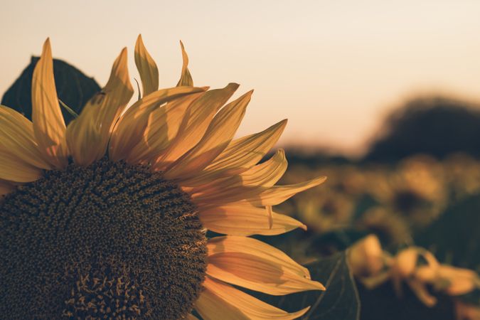 Sunflowers on background of blue sky