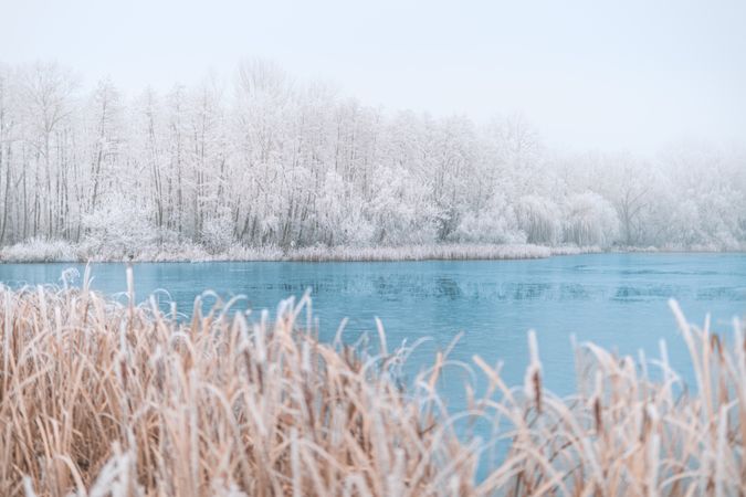 Landscape shot of an icy lake surrounded with frosted trees