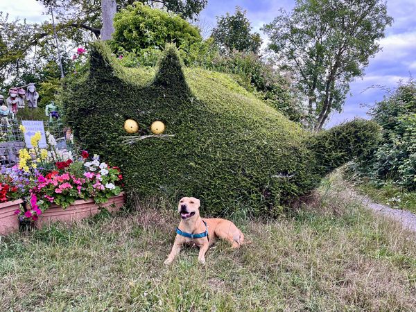 dog with giant cat-shaped hedge topiary