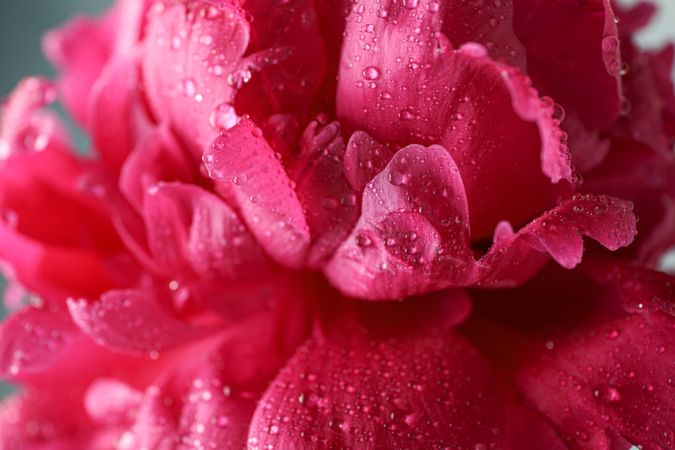 Beautiful pink peony flower with water drops against  dark background, closeup