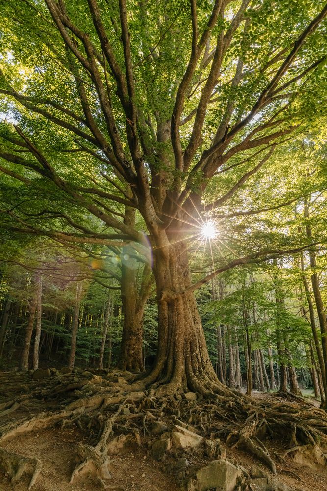 Tree in the middle of the forest