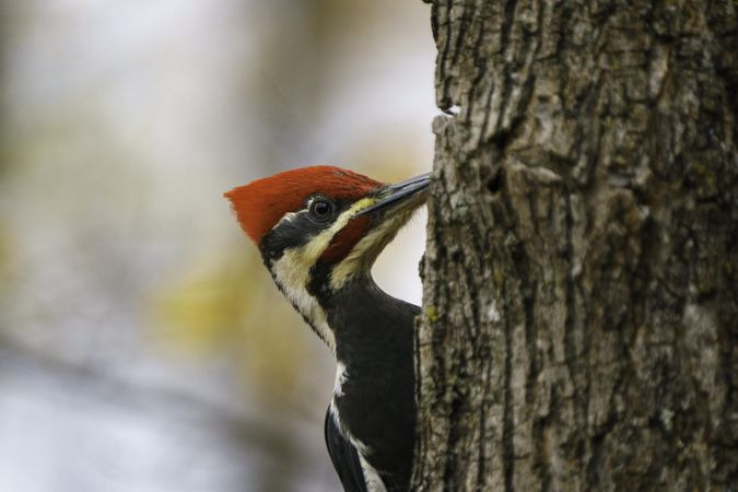 Side view of Pileated Woodpecker in McGregor, Minnesota