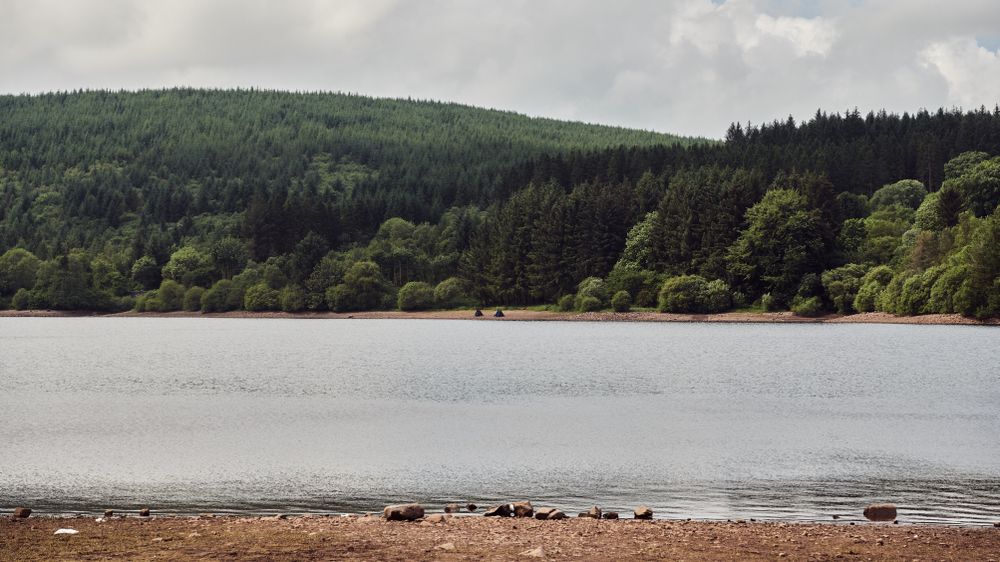 Forest surrounded a lake
