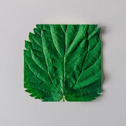 Nettle leaf on light background, closeup