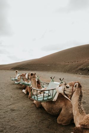 Camels resting near hill