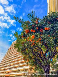 Monaco marmalade orange tree 0V6a3j