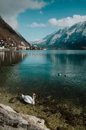 Swan swimming along shore of lake surrounded by mountains
