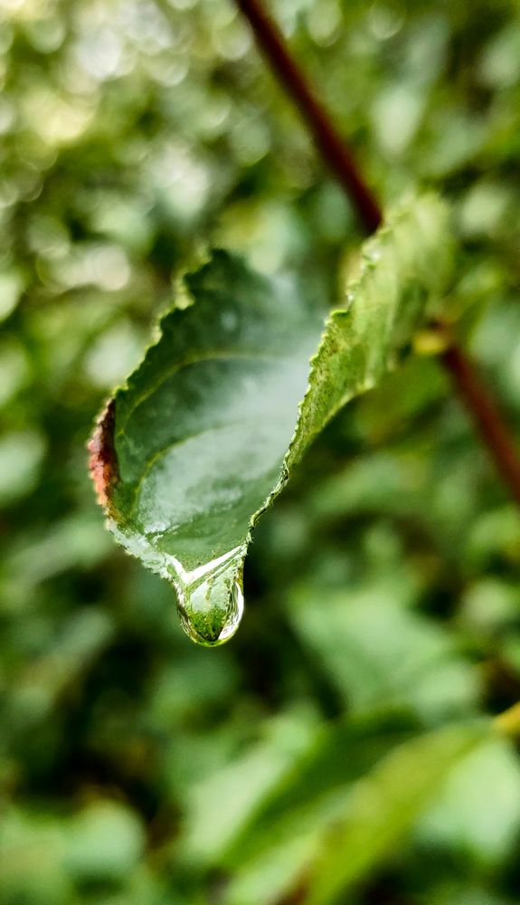 Rain drop on leaf