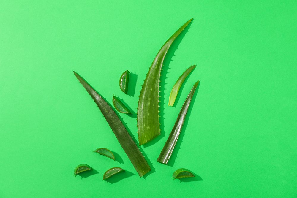 Aloe vera leaves and slices on color background, space for text. Natural treatment