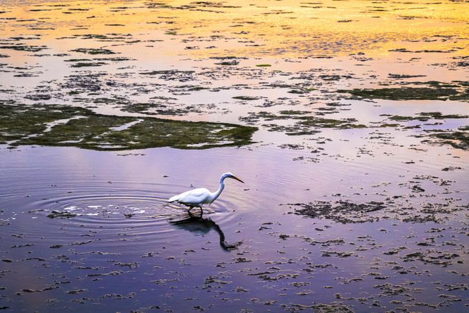 Egret wading through marshy water