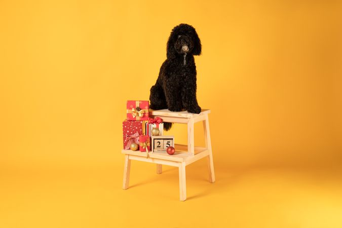 Concept of Merry Christmas, funny Christmas dog