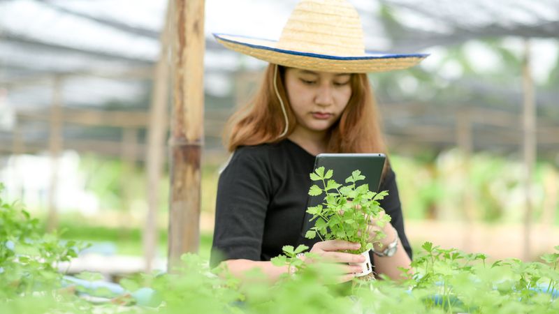 A woman in a hat holding a tablet taking pictures of vegetables in hand in the organic garden.