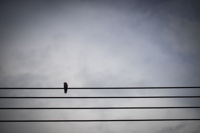 silhouette bird on electric line