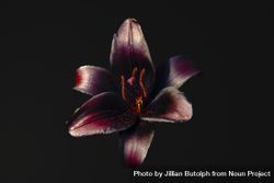 Center of dark lily flower 5qj9w4