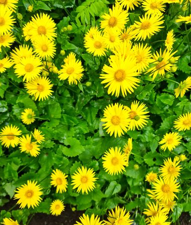 Vibrant yellow daisies blooming in lush greenery