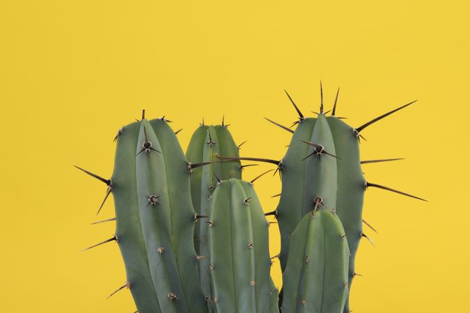Cactus with spikes on a yellow background