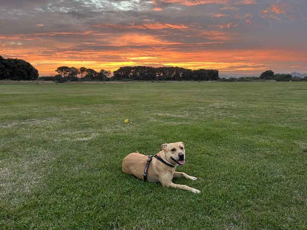 Medium-sized dog resting after play in a park at sunset, UK