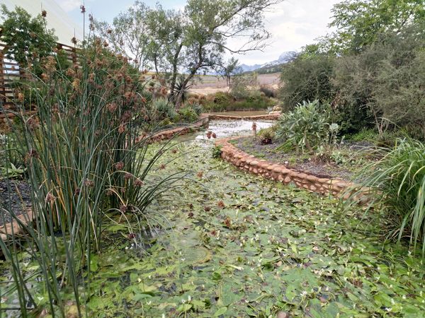 Idyllic pond